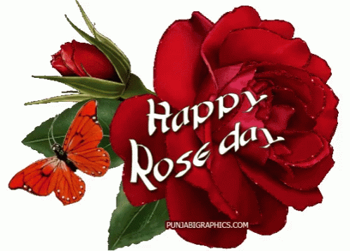 Happy Rose Day Rose Day