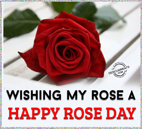 Rose Day Celebration1