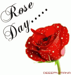 Rose Day For You