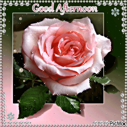 Glittery Pink Rose Good Afternoon